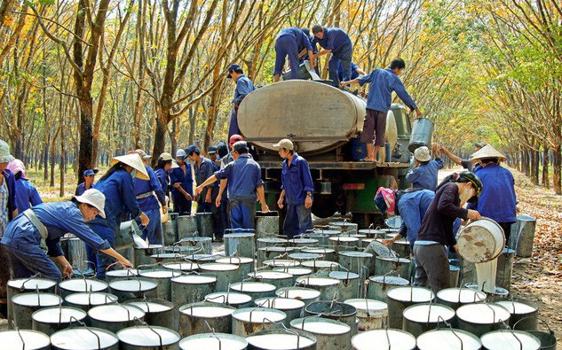 Tập đoàn Cao su Việt Nam (GVR): Quý 3 lãi hơn 1.219 cao gấp 2,5 lần cùng kỳ