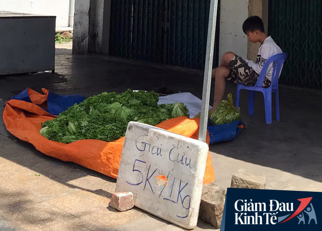 Nông dân ngậm ngùi nhổ bỏ rau do đứt chuỗi liên kết; dâu tây, xà lách phải đổ cho bò ăn vì Covid-19 - Ảnh 3.