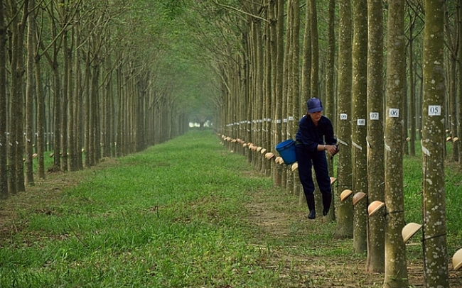 Cao su Đồng Phú (DPR) chuẩn bị tạm ứng cổ tức bằng tiền tỷ lệ 50%