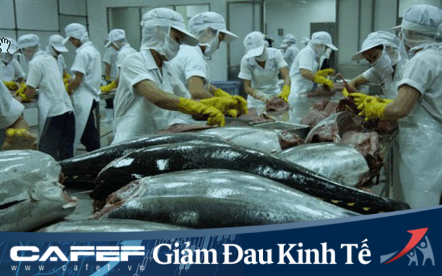 Cá ngừ Việt Nam đối mặt với nhiều khó khăn vì dịch Covid-19