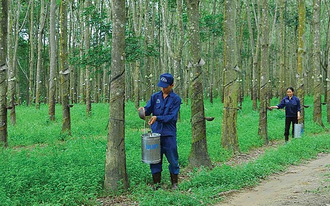 Cao su Thống Nhất (TNC): Cổ phiếu tăng gấp đôi từ đầu năm, đã hoàn thành 91% kế hoạch lợi nhuận cả năm