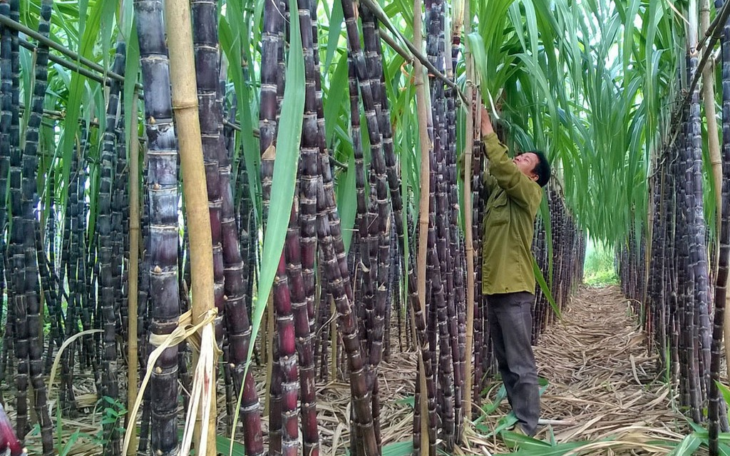 Thành Thành Công Biên Hòa (SBT) thông qua phương án phát hành hơn 30 triệu cổ phiếu ESOP