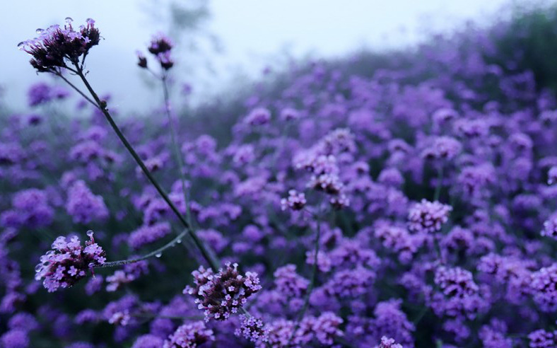 Cổ phiếu bỗng kịch trần 10 phiên với thanh khoản đột biến, Hapaco (HAP) lên tiếng phủ nhận không tác động lên giá thị trường