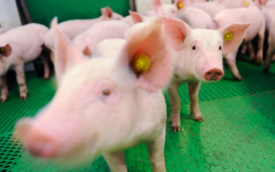 Sắp có trang trại 1.500 tỷ đồng cung cấp lợn giống "chuẩn quốc tế" cho miền Trung - Tây Nguyên, Đông Nam Bộ