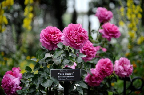 Chuyện ít biết về loài hoa hồng mang tên Piaget: Từ vẻ đẹp thiên nhiên hóa tác phẩm nghệ thuật tôn vinh sự vĩnh cửu - Ảnh 1.