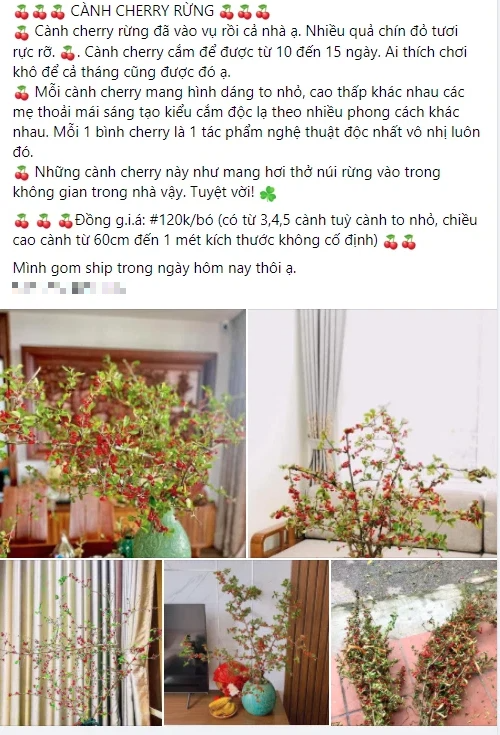 Rộ cơn sốt cắm cành cherry rừng, giá chỉ 120k/bó, hàng về đến đâu hết đến đó - Ảnh 2.