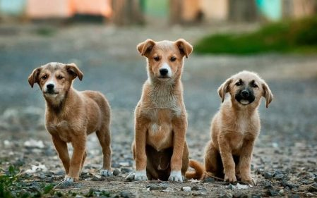 Hội An là thành phố đầu tiên ở Việt Nam "nói không" với tiêu thụ thịt chó, mèo