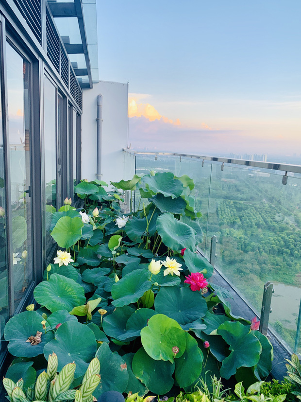 Cặp vợ chồng trẻ trồng sen trên căn penthouse tầng 30: Nhìn thành quả ai ai cũng ngỡ ngàng và ngưỡng mộ - Ảnh 4.