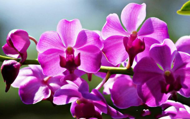 12 loại hoa may mắn được giới nhà giàu ưa chuộng: Vừa làm đẹp ngôi nhà vừa thu hút tài lộc, giá cả lại không quá đắt đỏ thì tội gì không trồng ngay