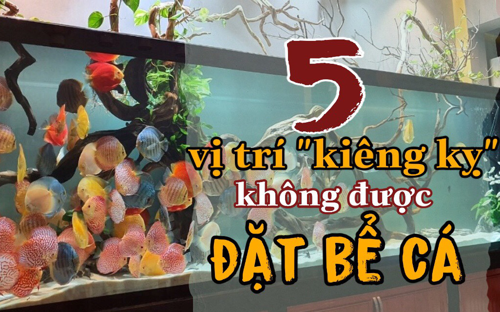 “Chơi cá” mà đặt bể ở 5 vị trí này thì gia trạch bất ổn, đường công danh sự nghiệp bị đứt đoạn: Bước sang năm mới, gia chủ cần lưu ý nếu không muốn hao tài tán lộc