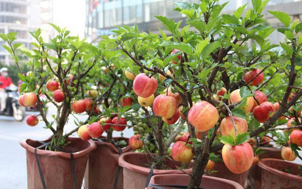 Những cú lừa không ngờ khi mua cây cảnh ngày Tết: táo bonsai nở hoa dâm bụt, hải đường chi chít nụ nhờ keo 502 ... không ít người từng "dính" nhưng cũng phải ngậm ngùi bó tay