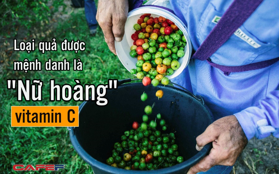 Loại quả được mệnh danh &quot;Nữ hoàng&quot;, chứa lượng vitamin C &quot;khủng&quot; gấp hàng chục lần cam, dứa nhưng rất ít người biết mà tận dụng