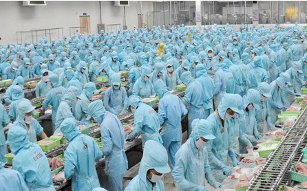 Giá cá tra tăng kỷ lục, IDI hứa hẹn hồi phục trong 2022