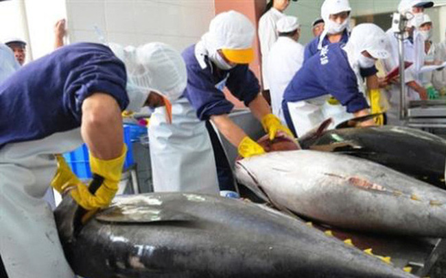 Xung đột Nga – Ukraine ảnh hưởng như thế nào tới xuất khẩu cá ngừ của Việt Nam?