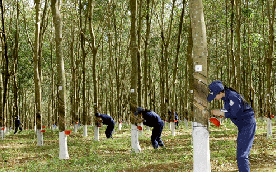 Diện tích thanh lý cao su sụt giảm, Cao su Tây Ninh (TRC) báo lãi quý 1 chưa bằng ¼ cùng kỳ năm trước