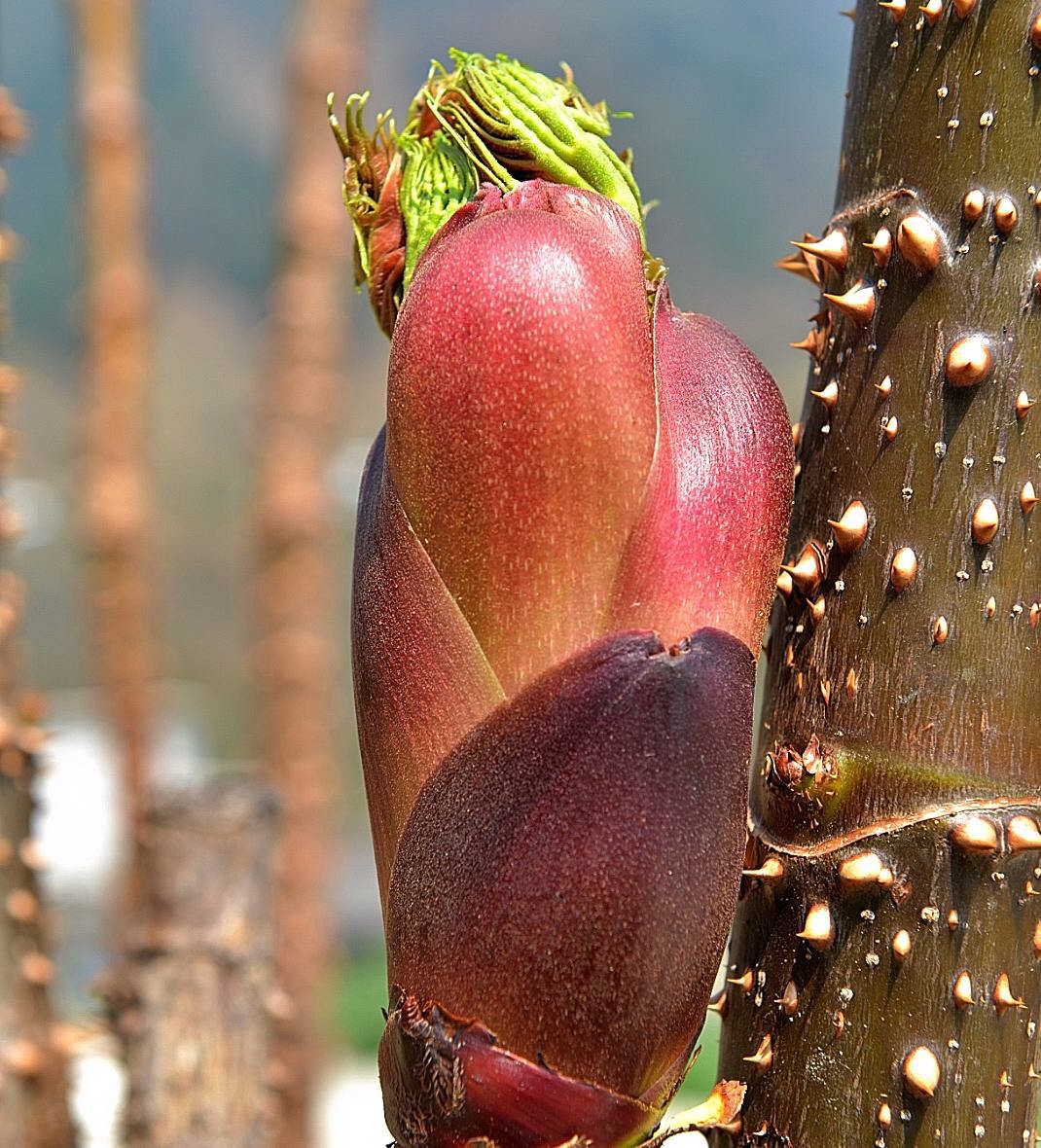 Một loại rau được mệnh danh là 