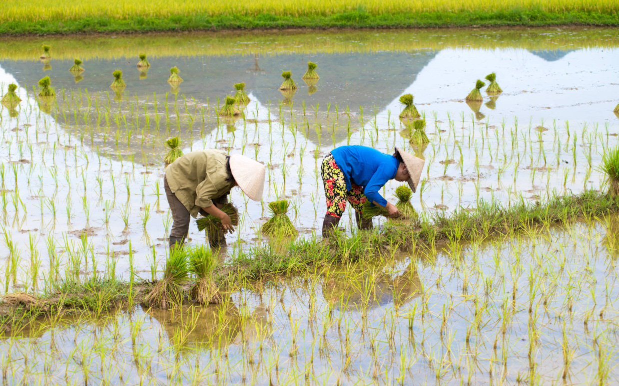 Nông dân Việt Nam được hỗ trợ từ dự án toàn cầu của Bayer