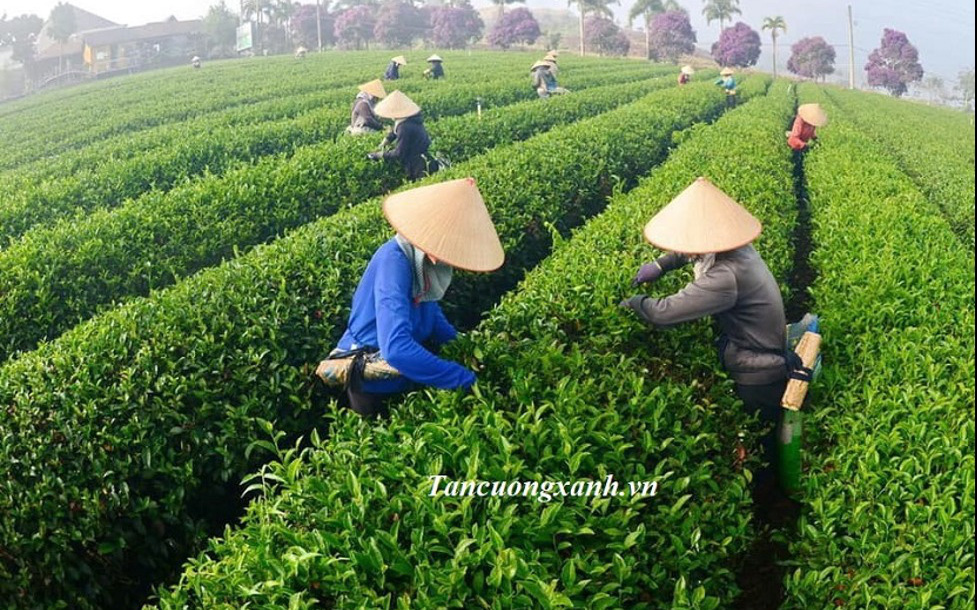 Trà Thái Nguyên Tân Cương Xanh - Đặc sản trà Bắc