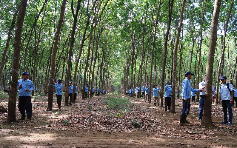 Cao su DRI báo lãi gộp tăng 2,5 lần trong 9 tháng đầu năm 2021