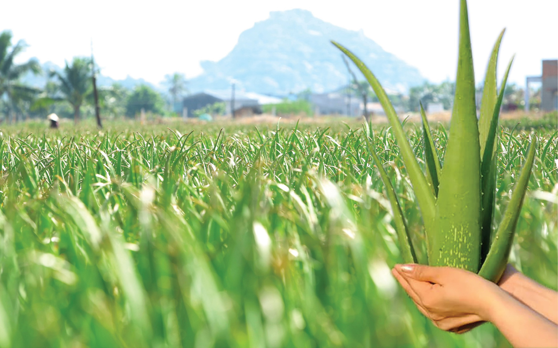 GCFOOD: Nâng tầm nông sản Việt