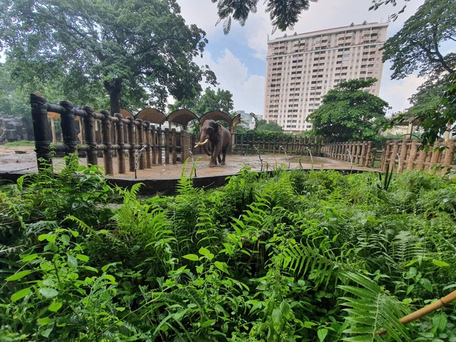 Hơn 300 nhân viên Thảo Cầm Viên Sài Gòn đồng lòng giảm 30% lương, vườn thú 156 tuổi kêu gọi sự ủng hộ từ cộng đồng - Ảnh 3.
