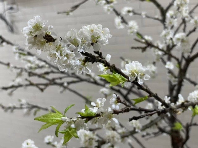 Tết Nguyên đán cận kề, dân chơi hoa lại nô nức khoe chiến tích: Đào, mận vẫn chưa hết hot, đặc biệt loài hoa cổ trở lại thời hoàng kim - Ảnh 3.