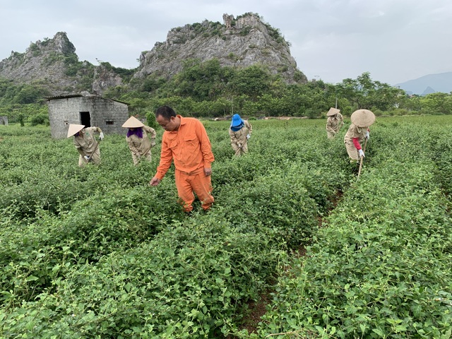 Kỹ sư 8X tâm huyết với trứng gà độc lạ và loại cây từng vứt đi bò chẳng thèm ăn: Gà ở đây được nghe nhạc, ăn giống cây dược liệu rất tốt cho gan - Ảnh 2.