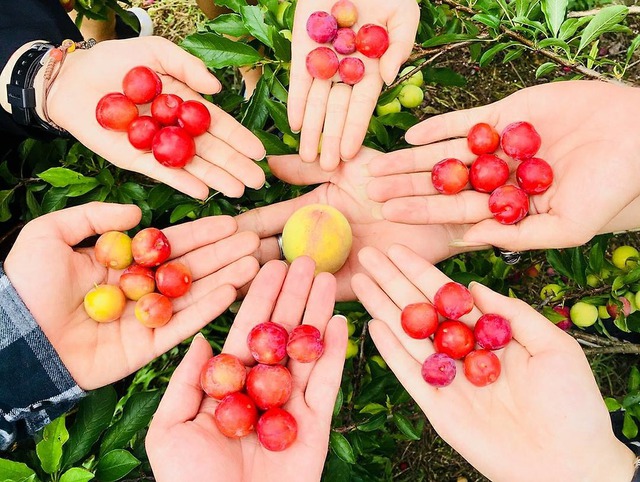 Mộc Châu vào mùa đặc biệt nhất trong năm, qua rồi có muốn cũng phải chờ sang năm: Đi vừa có ảnh đẹp lại vừa có đặc sản mang về - Ảnh 2.