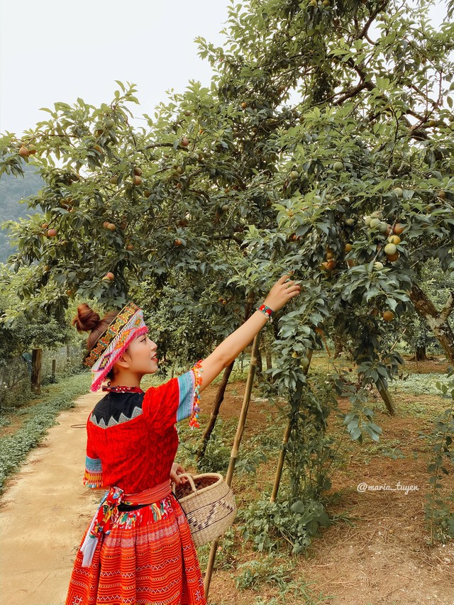 Mộc Châu vào mùa đặc biệt nhất trong năm, qua rồi có muốn cũng phải chờ sang năm: Đi vừa có ảnh đẹp lại vừa có đặc sản mang về - Ảnh 3.