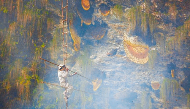 Nghề nguy hiểm trên núi Himalaya: Cheo leo trên vách núi lấy mật mưu sinh, thành quả thu được có giá tới 80 triệu đồng/kg - Ảnh 1.