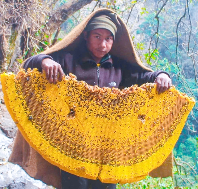 Nghề nguy hiểm trên núi Himalaya: Cheo leo trên vách núi lấy mật mưu sinh, thành quả thu được có giá tới 80 triệu đồng/kg - Ảnh 3.