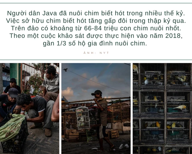 Giống lan đột biến ở Việt Nam, Indonesia bùng lên cơn sốt chim cảnh: Trò tiêu khiển giúp nhiều người đổi đời, nhưng ẩn chứa nhiều bí mật bất chính - Ảnh 3.