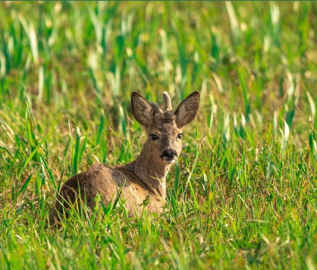 Vẻ đẹp chữa lành hiếm có tại ngôi làng không một bóng ô tô, sử dụng phương tiện đi lại hoàn toàn khác biệt - Ảnh 5.