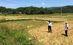 Đầu cơ buôn đất ruộng ở Nhơn Trạch kiếm hàng chục tỷ đồng